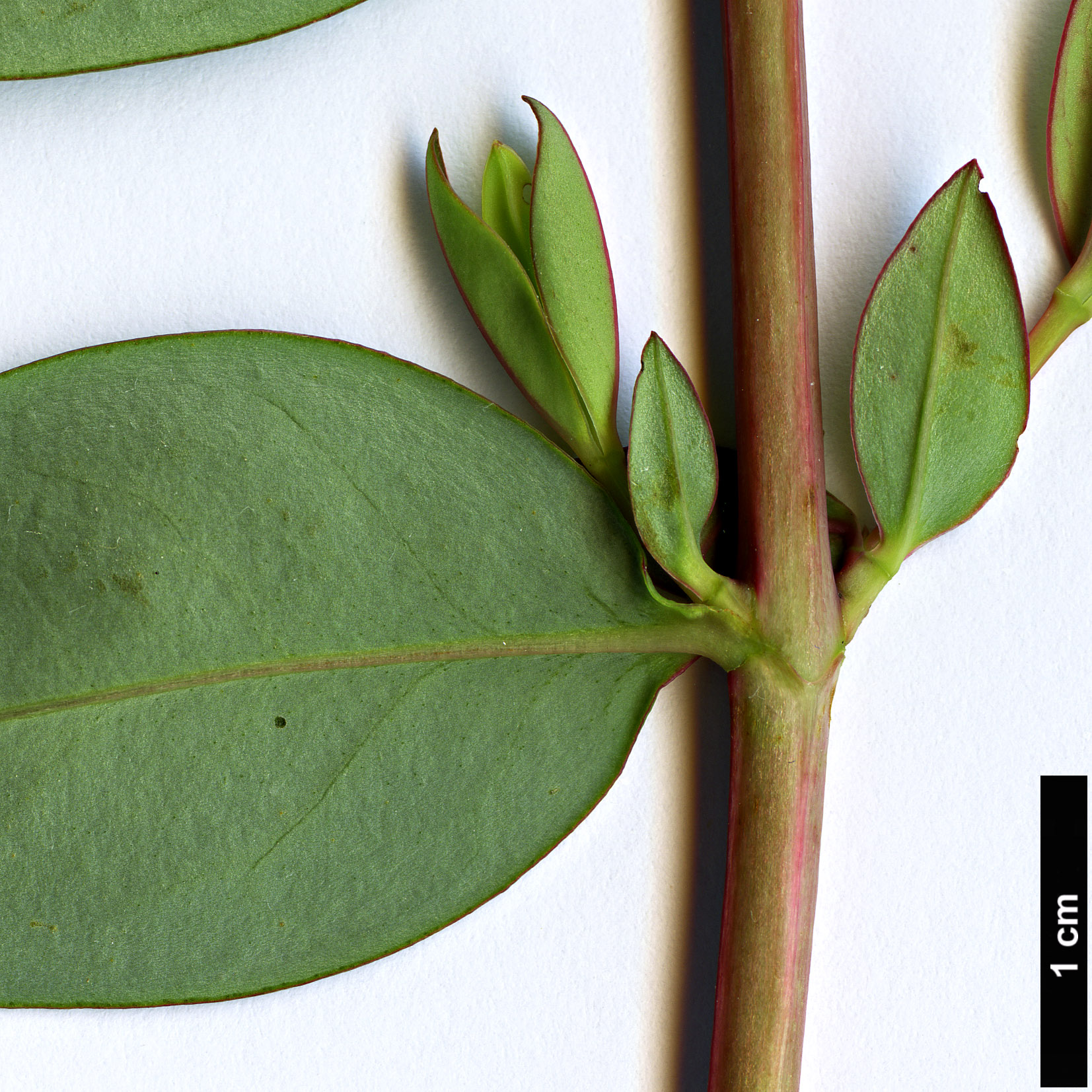 High resolution image: Family: Hypericaceae - Genus: Hypericum - Taxon: henryi - SpeciesSub: subsp. henryi